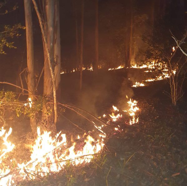 Mato de eucalipto pega fogo no interior de Fazenda Vilanova