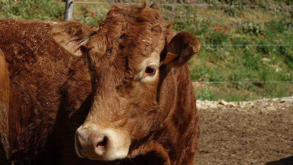 Novilhas são furtadas de propriedade rural