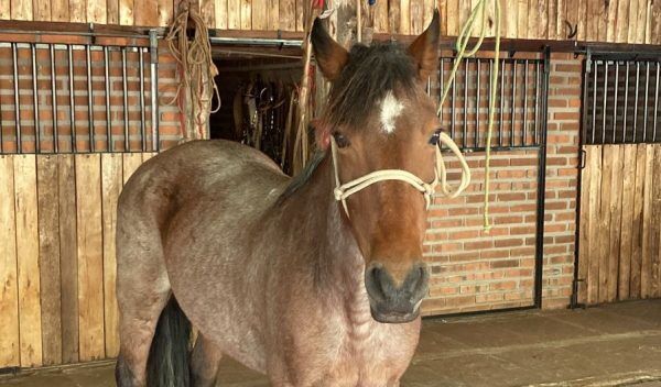 Égua testa negativo, mas estado mantém decisão de sacrificar animal