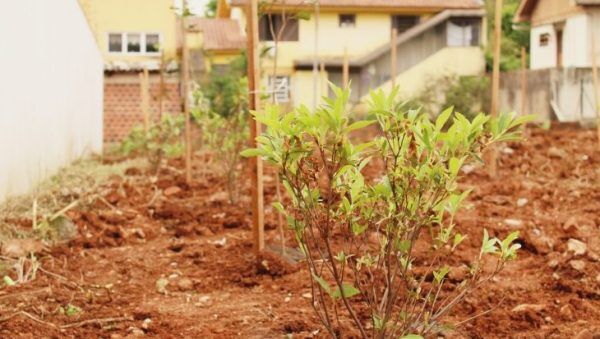 Viva Lajeado + Verde planta 309 árvores neste sábado no Bairro Carneiros