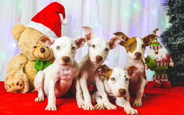 “Au-bum” de Natal do Canil Municipal estimula adoção de cães em Lajeado