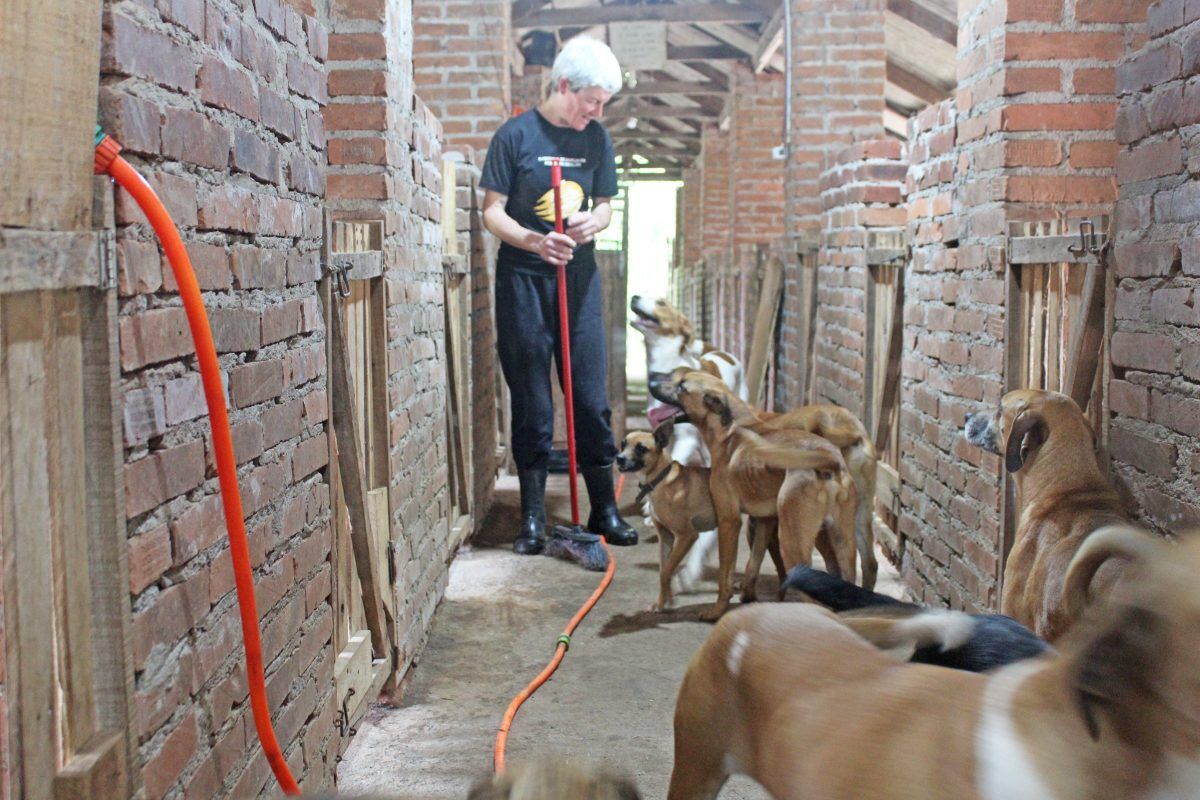 Programa viabilizou mais de 400 castrações de cachorros e gatos