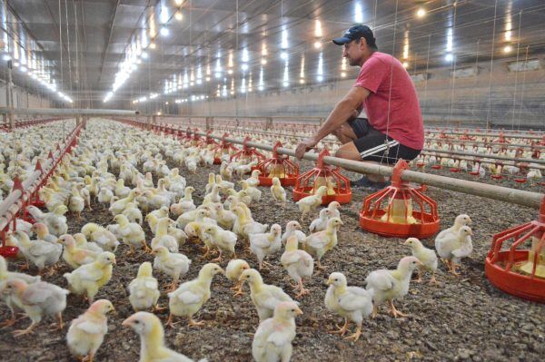 Altos custos e retração do mercado desafiam indústrias de proteína animal