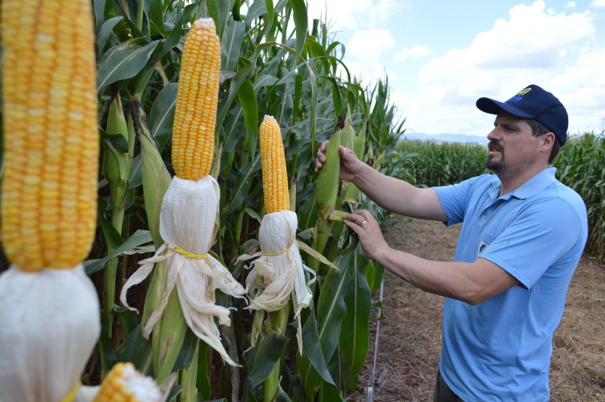 Verão começa com melhor cenário para o campo