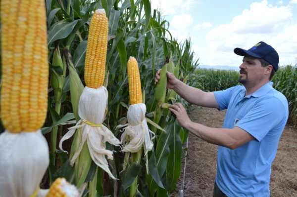 Verão começa com melhor cenário para o campo