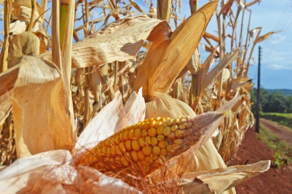 Produtores rurais enfrentam impactos da estiagem e buscam alternativas
