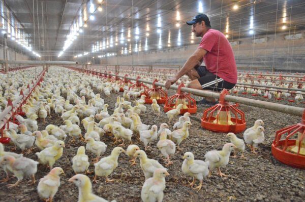 Governo investiga mais dois casos suspeitos de gripe aviária