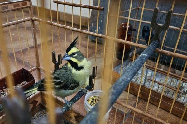 Polícia apreende mais de cem aves silvestres em Santa Clara do Sul