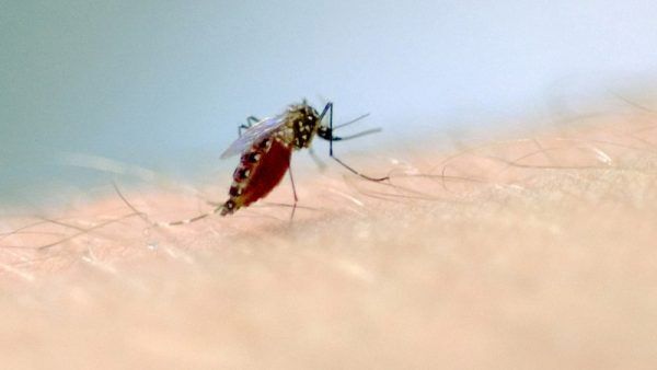 Cruzeiro do Sul registra primeiro caso de dengue em 2025
