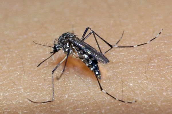 Teutônia ultrapassa 100 casos de dengue
