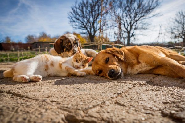 Feira busca novos lares para cães resgatados em Venâncio Aires