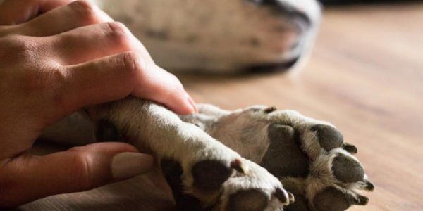 Moradora de Lajeado denuncia violência contra animal no bairro Santo Antônio