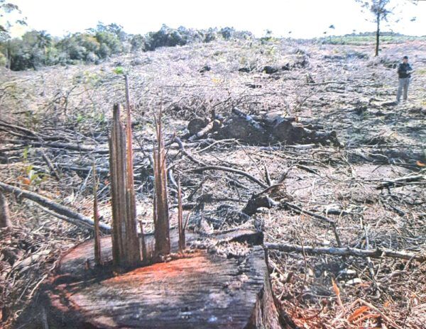 O maior crime ambiental de 2003