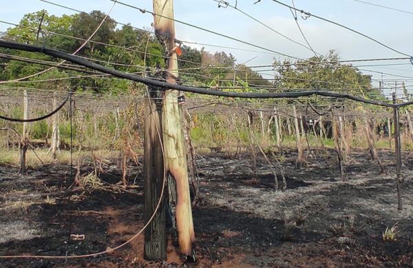 Incêndio em parreiral deixa moradores de Colinas sem energia