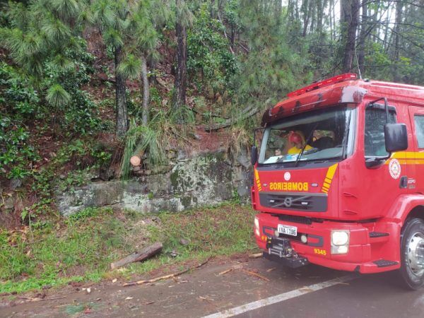 Bombeiros removem árvores sobre a pista na ERS-129, em Vespasiano Corrêa