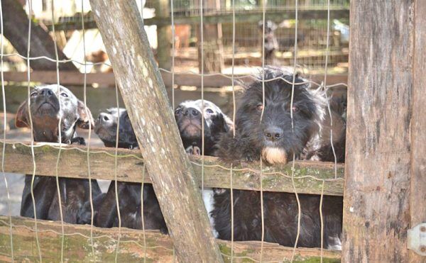 Animais abandonados: uma causa de todos