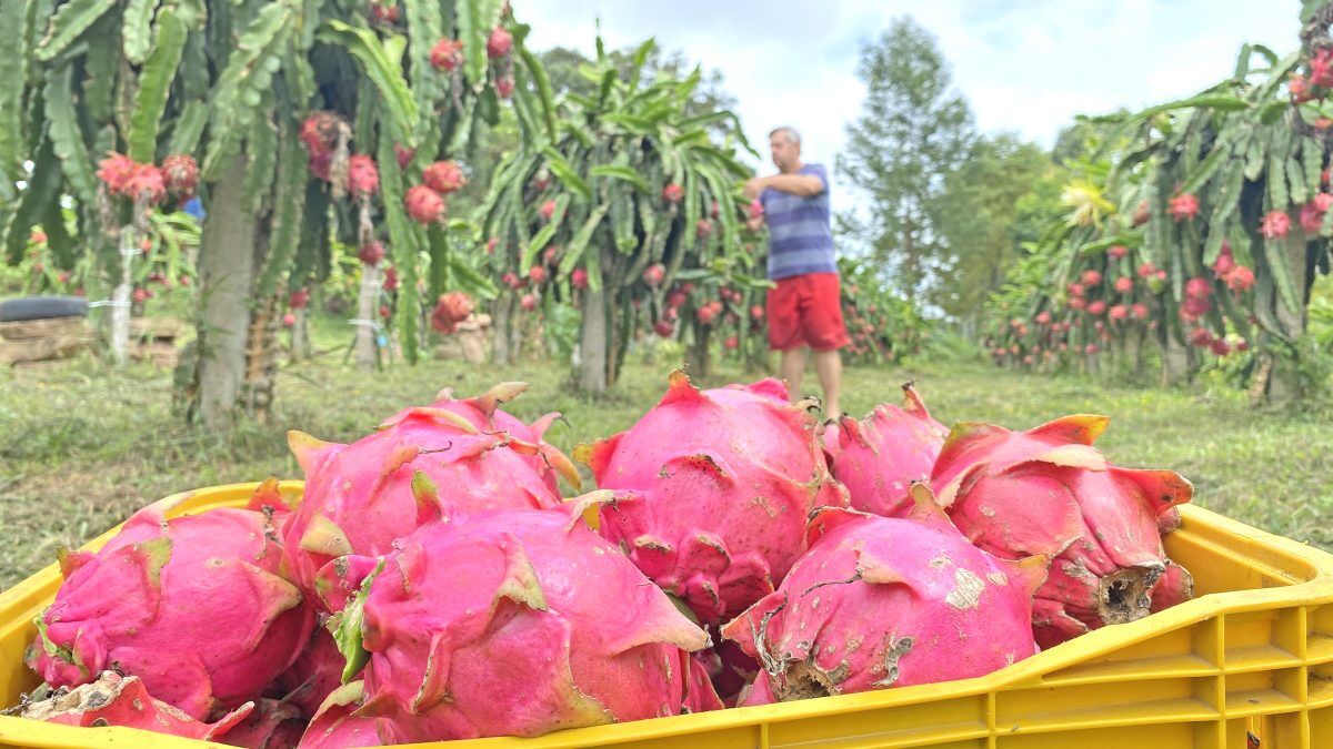 Feira valoriza produção de pitaya em Sério