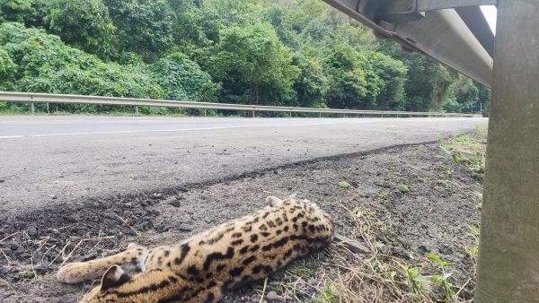 Jaguatirica é encontrada morta às margens da BR-386, em Marques de Souza