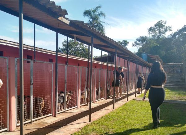 “Canil de Portas Abertas” comemora número de adoções