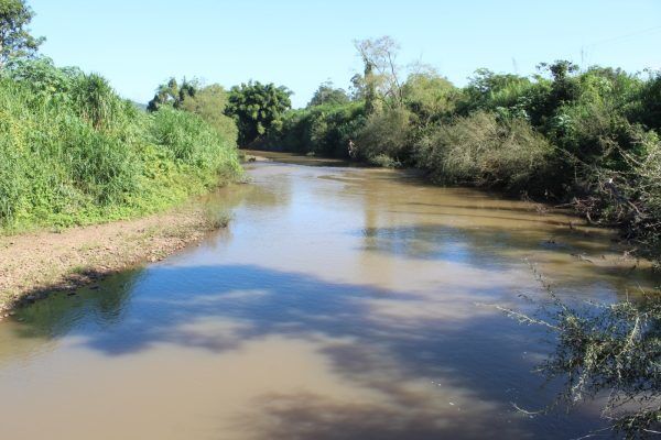 Cartilhas apresentam plantas nativas e exóticas invasoras