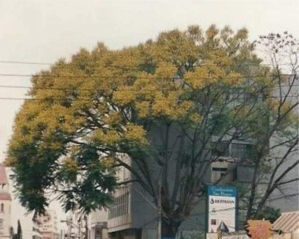A antiga árvore da Júlio