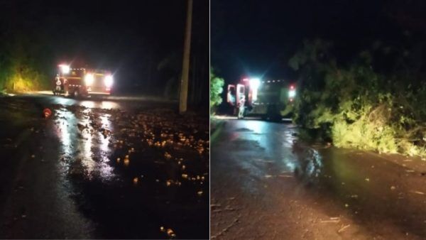 Temporal derruba árvores e causa bloqueio da ERS-332