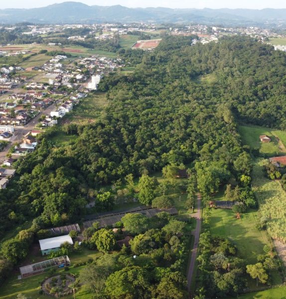 Para o calorão, plante árvores