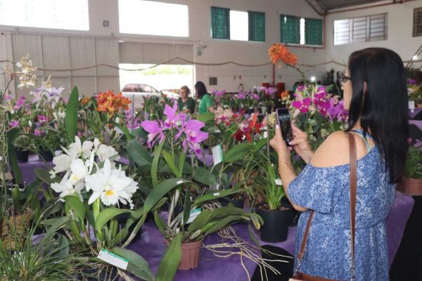 Exposição de orquídeas celebra aniversário do Nova e de Mato Leitão