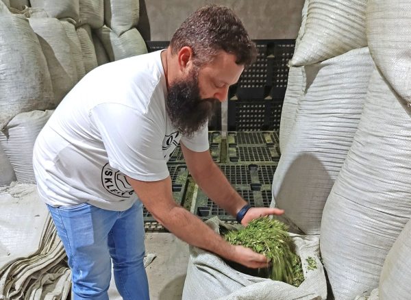 Pesquisa reforça identidade da erva-mate cultivada no alto do Vale