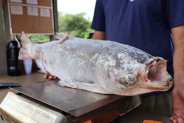 Feira do Peixe movimenta Mato Leitão e Venâncio Aires