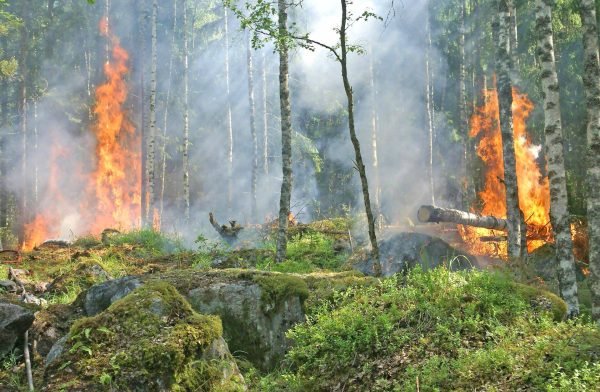 Incêndios florestais