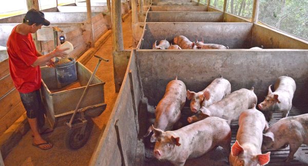 Univates sedia hoje fórum  estadual sobre suinocultura