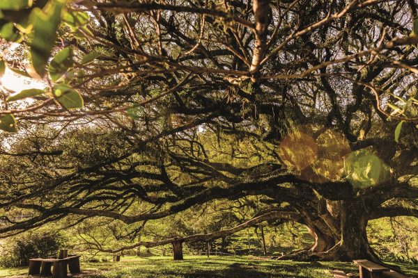 Passeio turístico Rota do Chimarrão Dominical chega à terceira edição