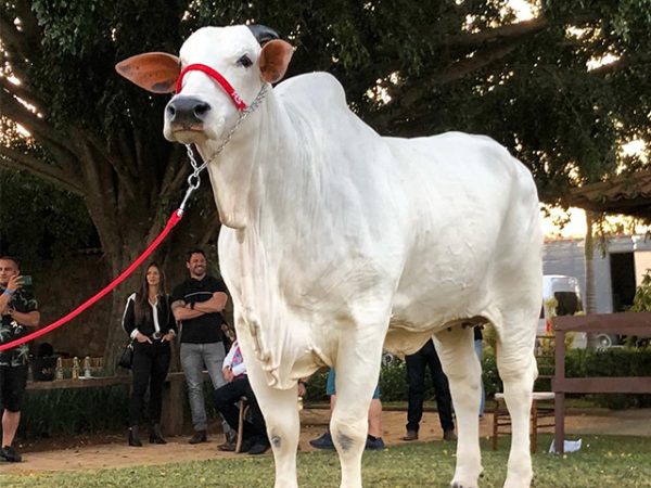 Morta há um ano, vaca tem valor genético avaliado em R$ 27 mi