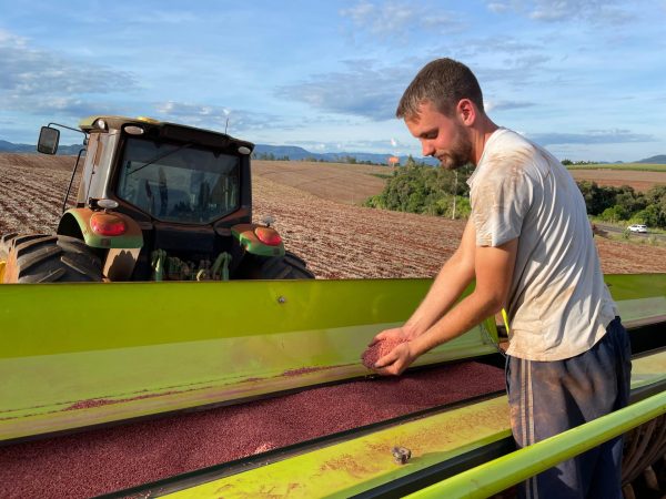 Plantio de trigo avança sob incertezas. Área no estado deve diminuir