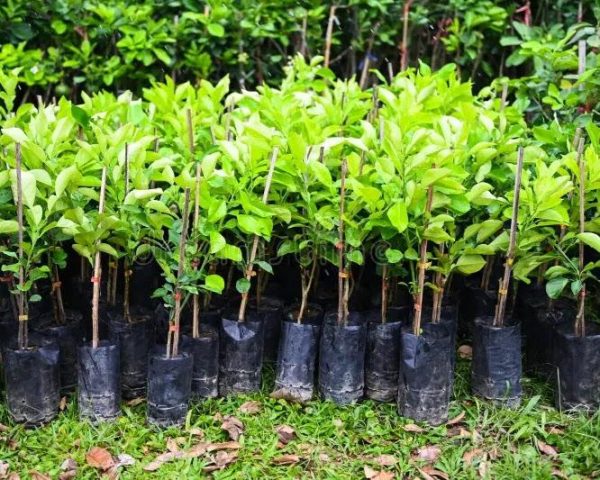 Venâncio Aires abre inscrições para programa de reflorestamento com erva-mate
