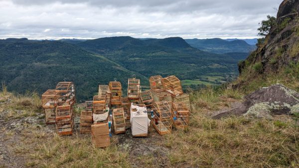 BM apreende 26 aves silvestres mantidas em cativeiro ilegal em Tabaí