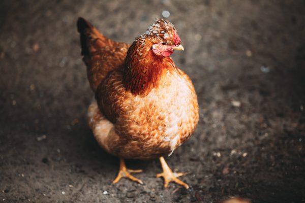 Galinhas podem ter morrido por intoxicação em Anta Gorda