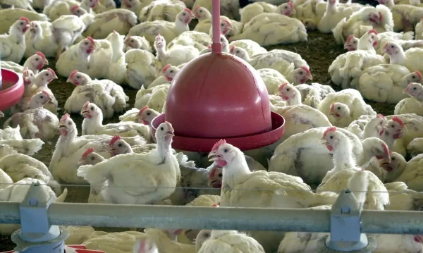 Exportações de frango do RS são suspensas