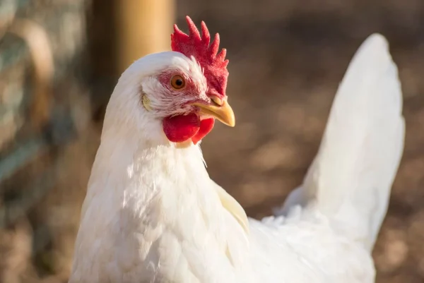 Ministério da Agricultura investiga caso de gripe aviária em Anta Gorda
