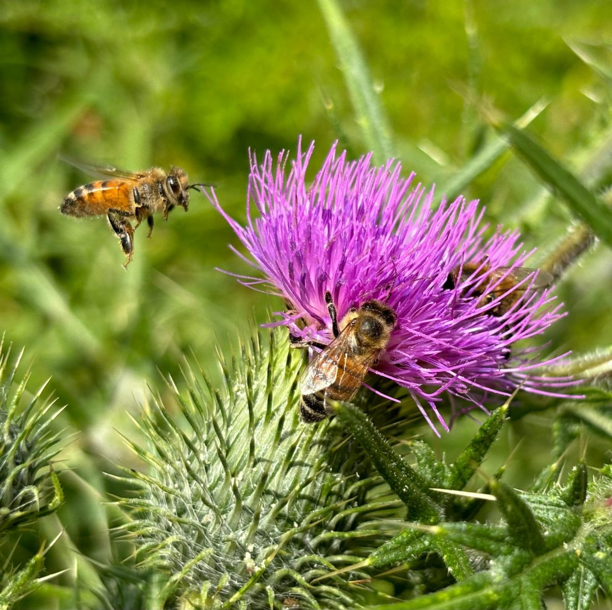 Insetos e pássaros a serviço da biodiversidade