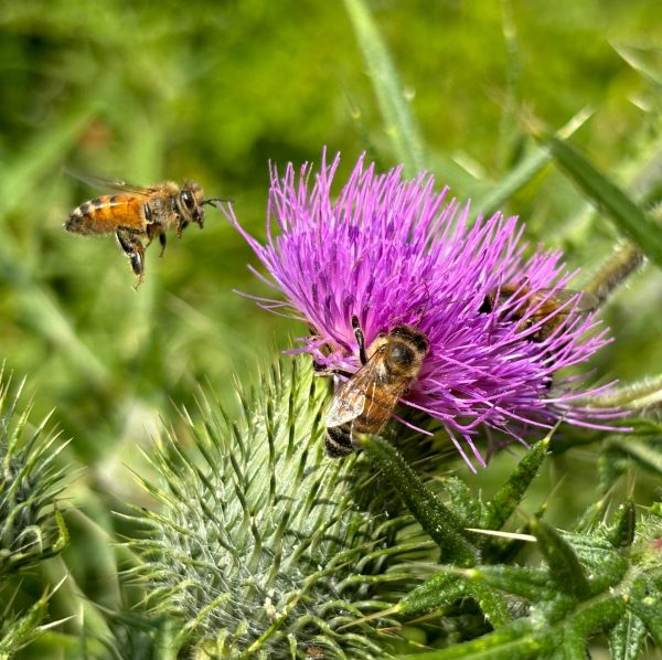 Insetos e pássaros a serviço da biodiversidade