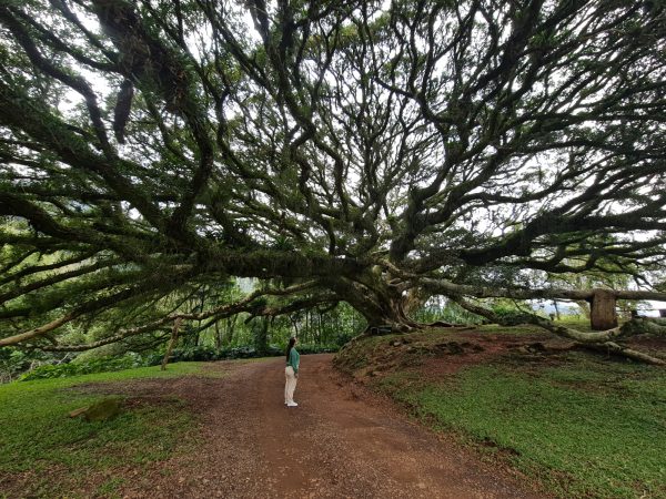 Figueira centenária inaugura garden em outubro