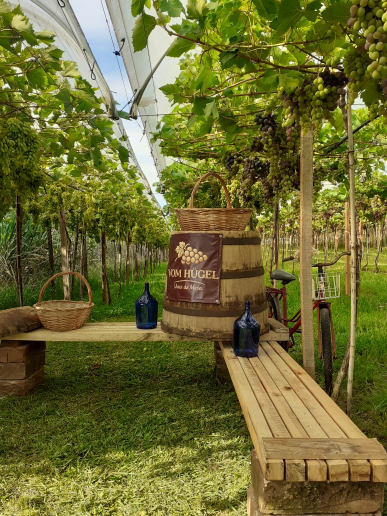Vom Hügel Uvas de Mesa abre primeira temporada de visitação neste sábado