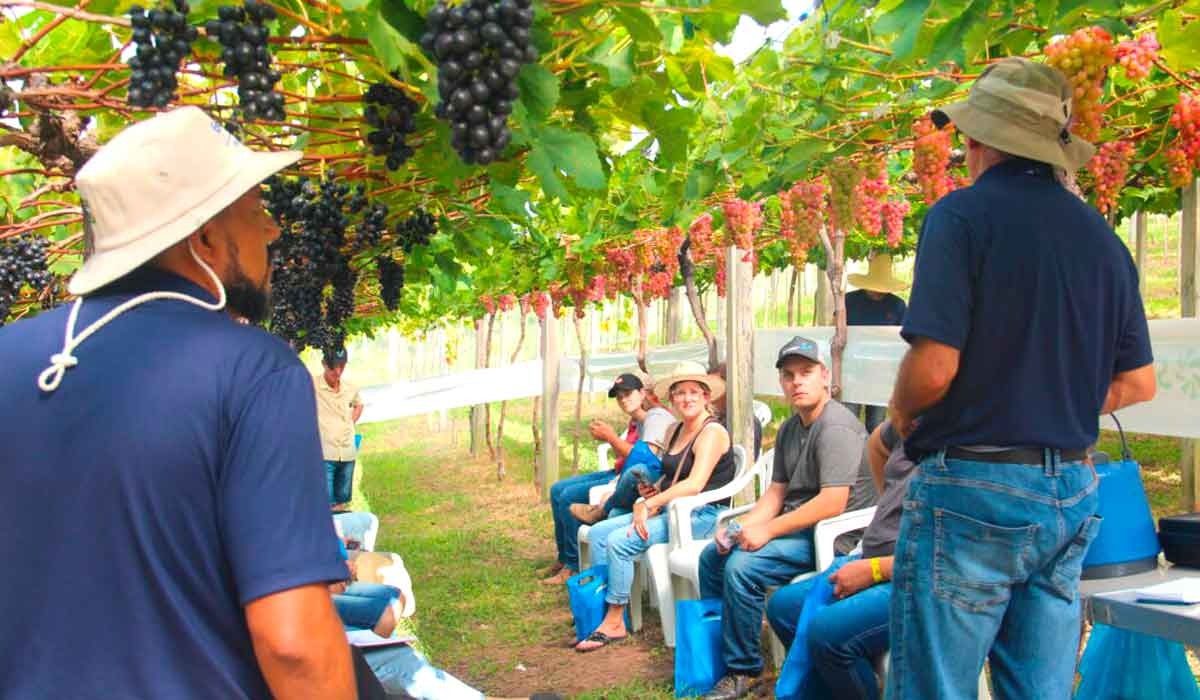 Embrapa desenvolve robô para a fruticultura
