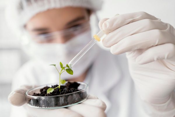 Embrapa promove debate sobre cadeia da Cannabis