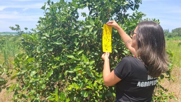 Força-tarefa contra o greening vistoria 522 propriedades
