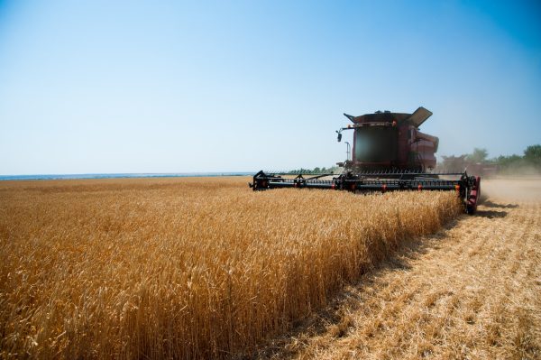 Produção de trigo deve cair 20% nesta safra