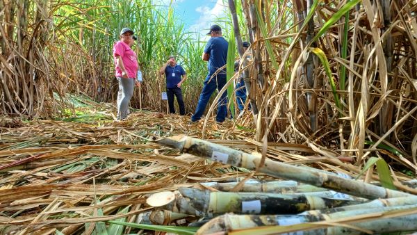 Cultura movimenta mais de cinco mil agroindústrias