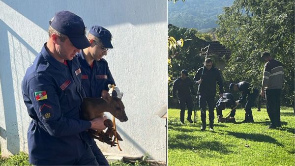 Veado mobiliza resgate no centro de Marques de Souza